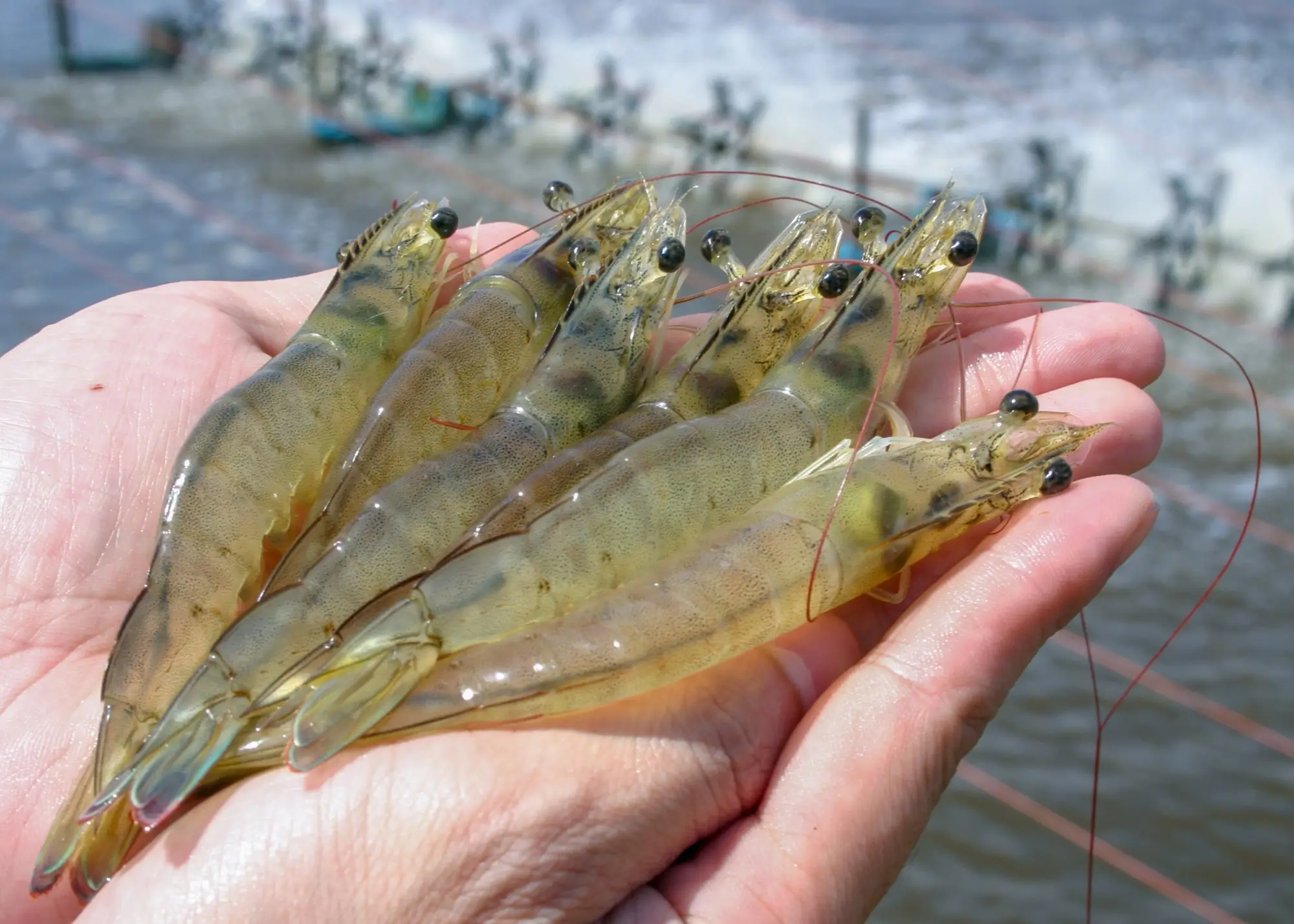 Aquaculture