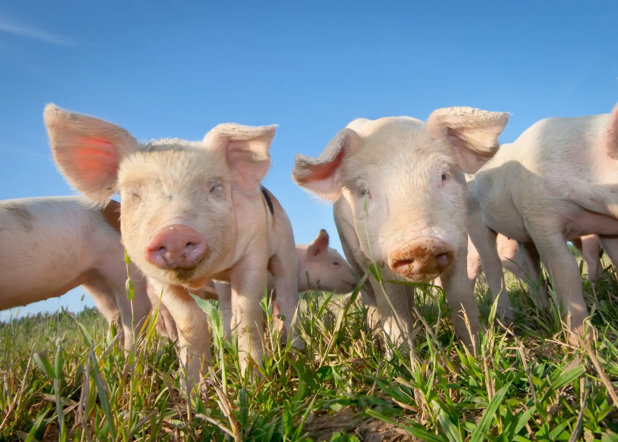 Piggery